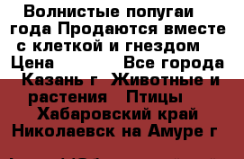 Волнистые попугаи, 2 года.Продаются вместе с клеткой и гнездом. › Цена ­ 2 800 - Все города, Казань г. Животные и растения » Птицы   . Хабаровский край,Николаевск-на-Амуре г.